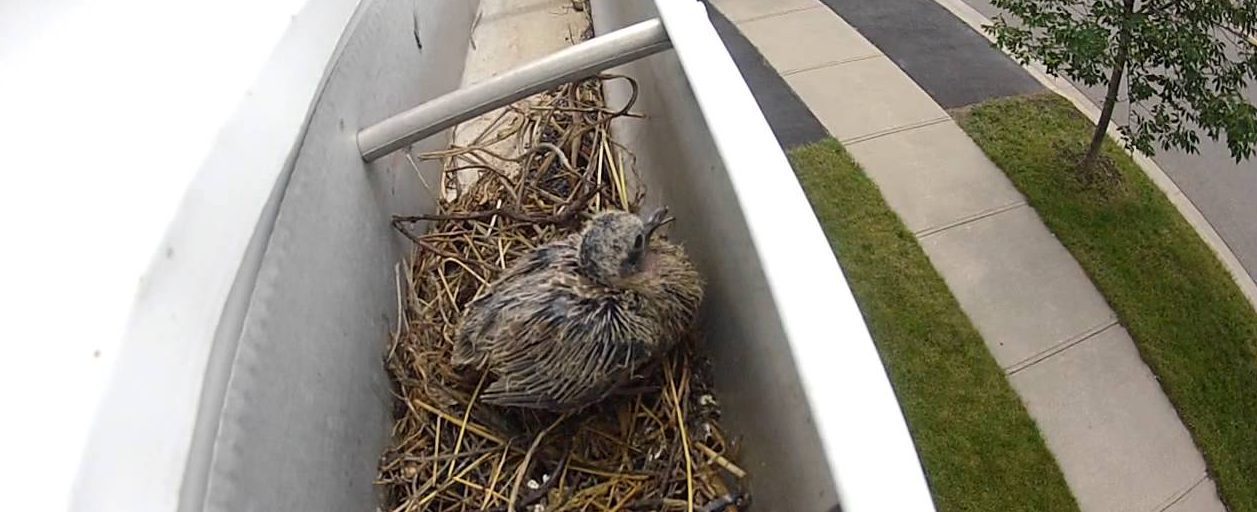 Bird nesting in eavestroughs without gutter guards