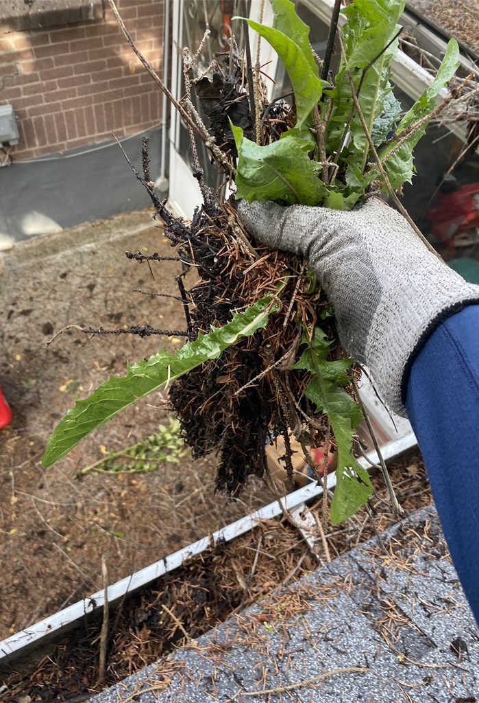 professional gutter cleaner pulling debris out of old damaged eavestroughs